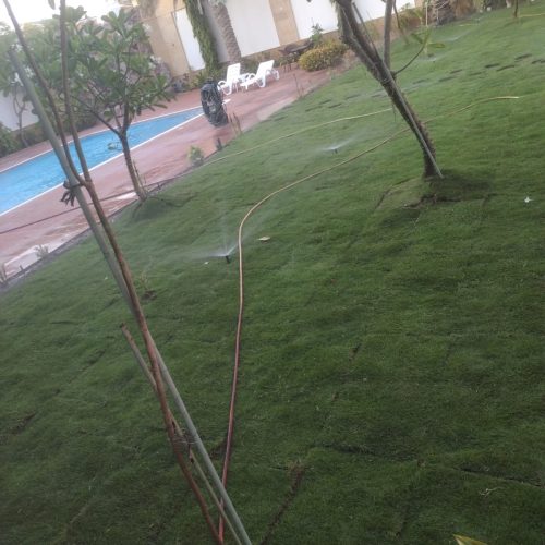 عشب طبيعي جدة (15)